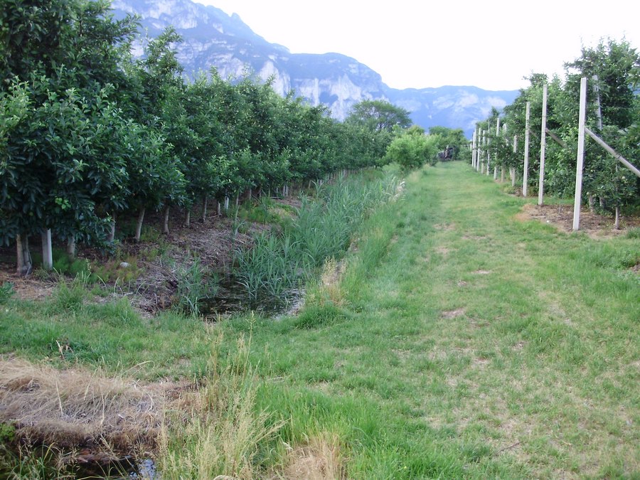 La Valle dell''Adige e l''ululone